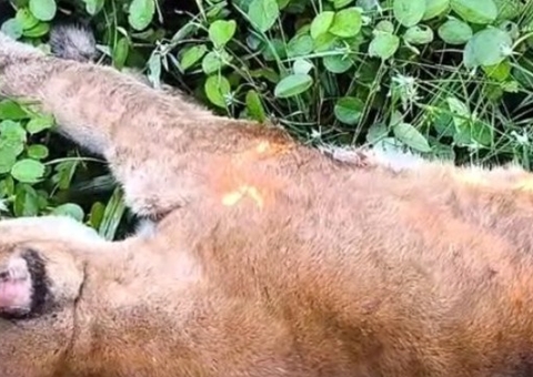 Onça-parda morre após ser atropelada na BR-174