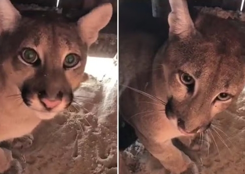 Onça-parda é encontrada dentro de barraca de praia no Ceará