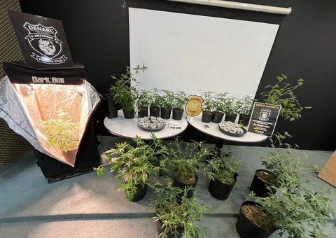 Homem é preso por cultivar maconha em estufas dentro de empresa em Manaus