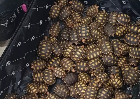 Homem é preso com 600 filhotes de jabuti dentro de malas no RJ