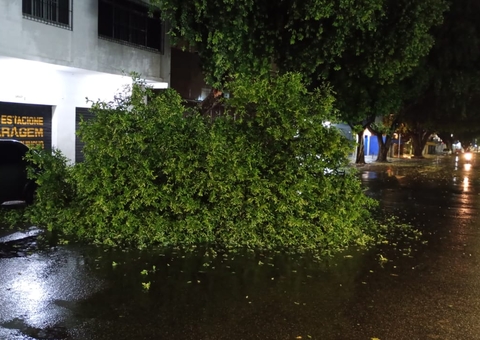Árvore tomba na Av. Joaquim Nabuco durante chuva e ventania em Manaus