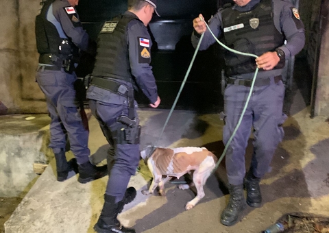 Cachorros são encontrados desnutridos em casa em Manaus; um se alimentava de animal morto