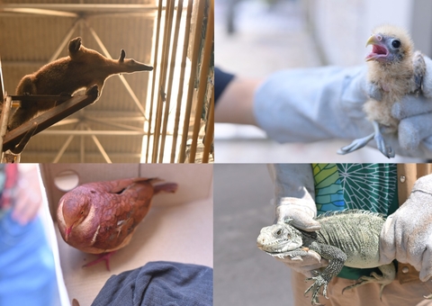 Pariri, iguana, gaviões-pedrês e tamanduá são resgatados em Manaus