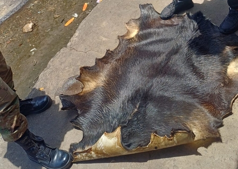 Ossadas de animais silvestres são em apreendidas em fábrica em Manaus