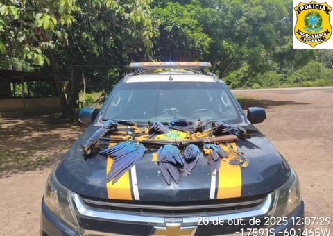 Polícia Federal prende homem com arma e carcaças de aves ameaçadas na BR-174
