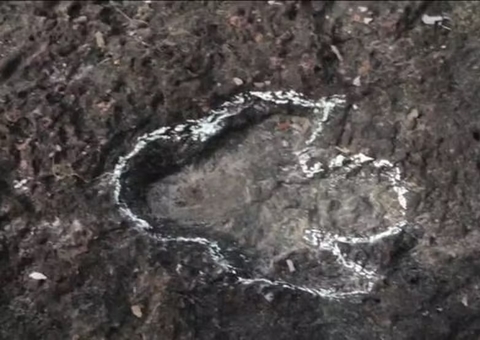 Pesquisadores descobrem pegadas de dinossauros na Amazônia