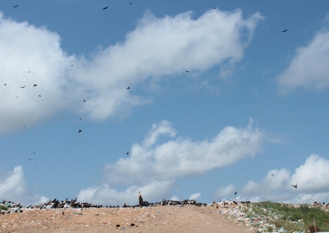 Lixão de Tefé vira alvo do MP após denúncias de insalubridade e enxame de urubus