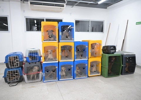 Sobrevivendo de cadáveres, 24 cães são resgatados de canil em Flores