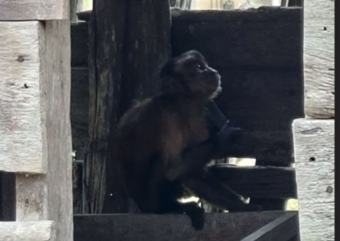Macaco invade casas e leva comida das cozinhas de moradores no Amazonas; vídeo