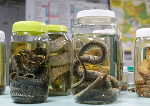 Amazonas registra mais de 3,5 mil acidentes com animais peçonhentos e FVS faz alerta