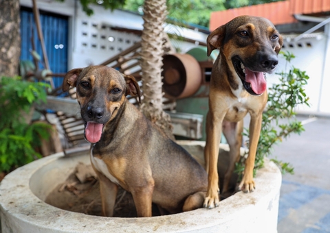 Programa ‘Ração do meu pet’ abre inscrições para credenciamento em Manaus