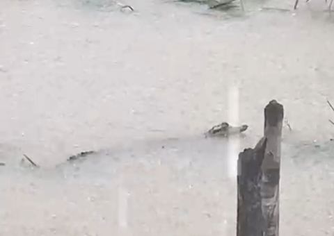 Jacaré é flagrado em rua alagada no bairro União da Vitória; vídeo