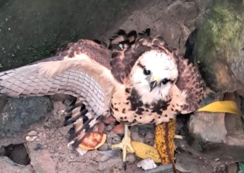 Gavião é resgatado em bueiro de Manaus