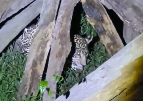 Filhote de onça-pintada é resgatado em Itacoatiara; mãe pode ter sido morta