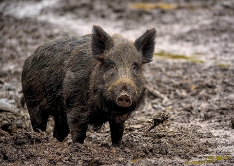 Homem é morto por engano durante caçada ao ser confundido com javali