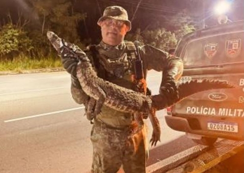 Jacaré surge no meio da rua e assusta moradores no bairro Parque 10
