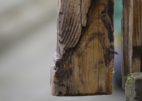 Idoso é preso por estuprar criança e agredir mãe da vítima a pauladas em Humaitá 