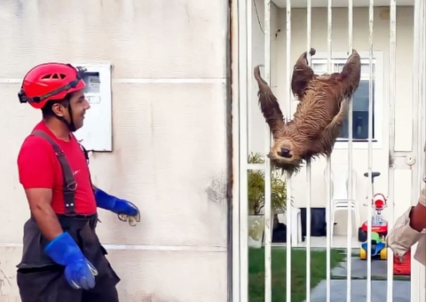 De cabeça para baixo, bicho-preguiça se diverte pendurado no portão de casa no Amazonas