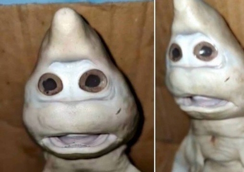 Tubarão com aparência 'bizarra' é encontrado e vira atração em ilha