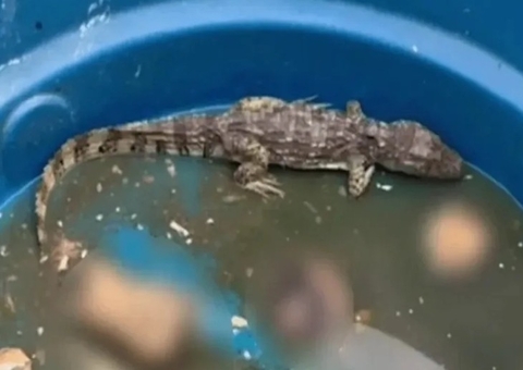 Imagens de jacaré comendo restos mortais viraliza após operação no RJ