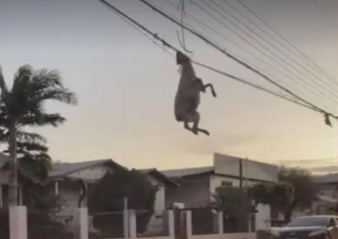 Ovelha surge pendurada pelo pescoço em fiação após passagem de ciclone, veja vídeo