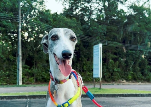 Pet+Run abre inscrições e arrecada ração para ONGs