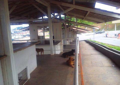 Estrutura do porto de São Raimundo entregue aos cachorros