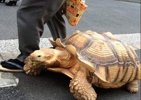 Japonês leva tartaruga gigante para passear nas ruas de Tokyo