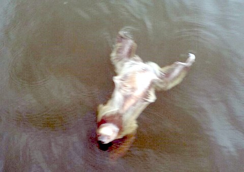 Equipe da Capitania dos Portos salva preguiça real no rio Tarumã