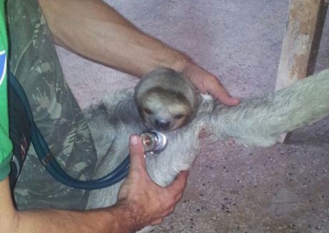 Batalhão Ambiental resgata preguiça na Zona Oeste de Manaus