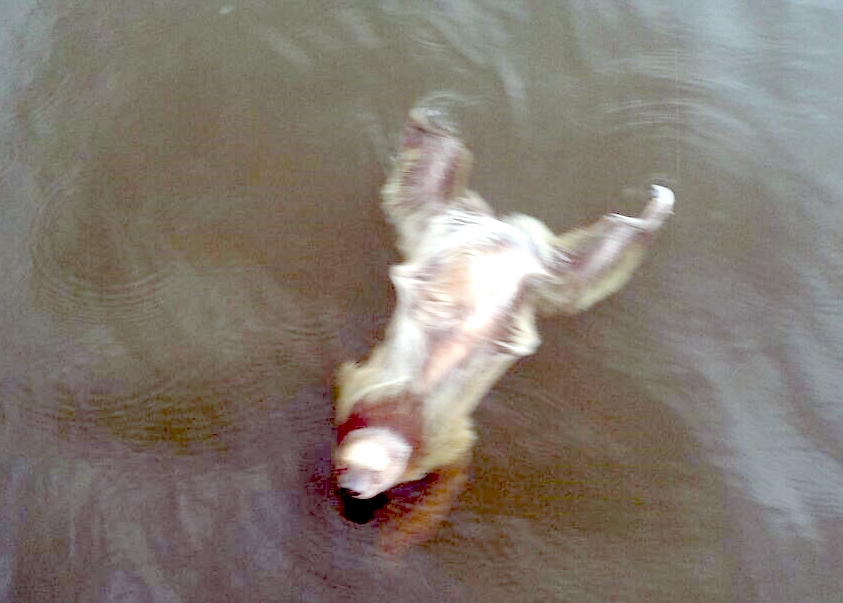 Equipe da Capitania dos Portos salva preguiça real no rio Tarumã