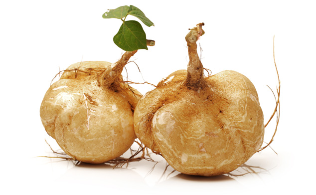 pueraria-mirifica-root.jpg