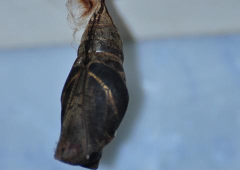 Uma nova vida no borboletário experimental do Musa