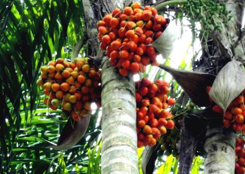 Pupunha de Benjamin Constant levada para o Sul do Brasil
