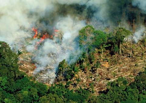 Multiagências do Amazonas realiza ações contra desmatamento