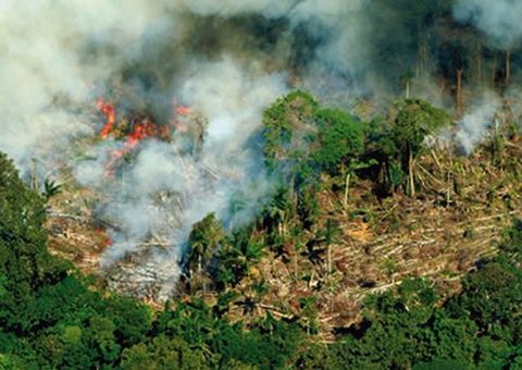 Multiagências do Amazonas realiza ações contra desmatamento