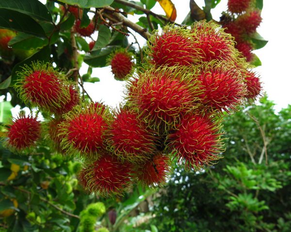 rambutan-fruit-plant-bangalore-agrico-600x480.jpg