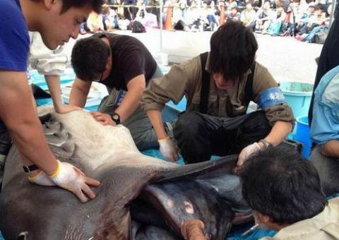 Animal raríssimo é capturado por japoneses