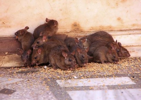 Ratos de esgoto da Inglaterra estão se tornando mutantes resistentes a veneno