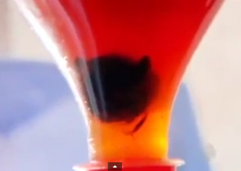 Cabeça de rato é encontrada em garrafa de Coca-Cola