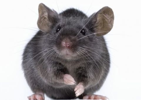 Homem explode a casa e tem 80% do corpo queimado após tentar matar um rato