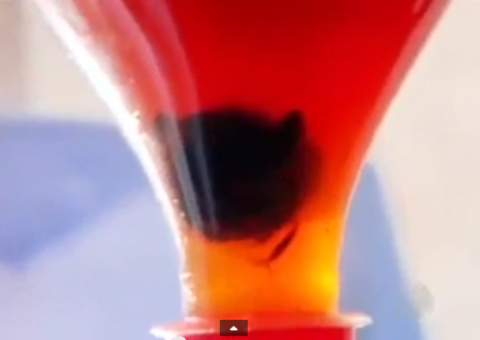 Justiça vê fraude e nega indenização por suposto rato em Coca-Cola