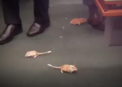 Manifestantes soltam ratos após chegada do ex-tesoureiro do PT na CPI da Petrobras