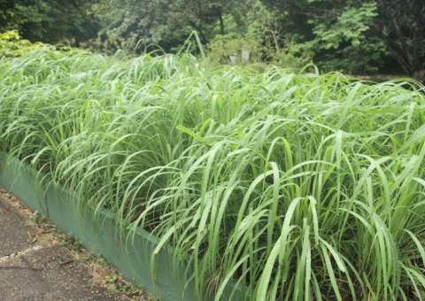 Parque do Mindu recebe programa de recomposição florestal e paisagística
