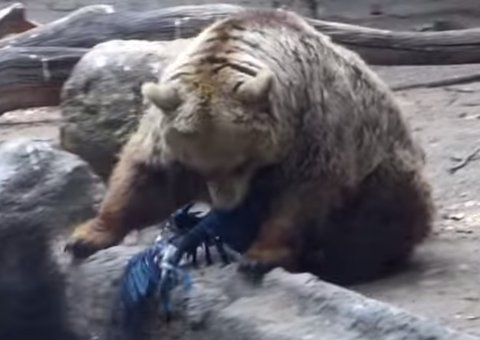  Vídeo: Urso salva pássaro de ser afogado em zoológico
