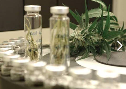 São Paulo usa derivado de maconha como remédio para crianças