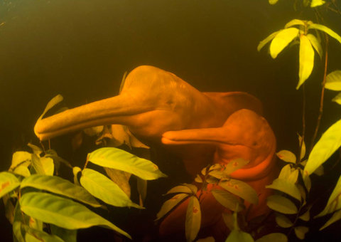 Ponta Negra vai receber campanha de proteção ao boto 