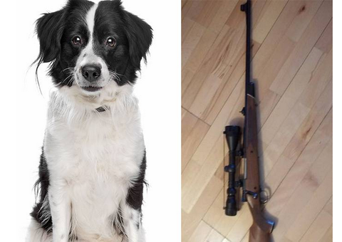 Cachorro “atira” em dono com rifle .300
