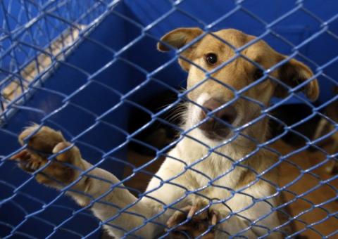 ALE aprova eutanásia de animais 