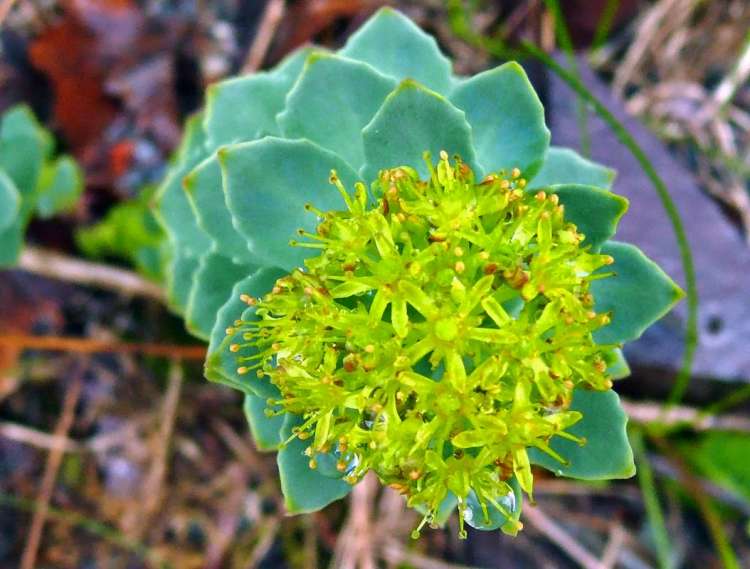 rhodiola_rosea_rodiola_proprieta_ed_effetti.jpg